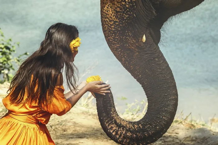 Framed Print : Woman in beautiful orange dress and big elephant with a flower Framed Print : Woman in beautiful orange dress and big elephant with a flower