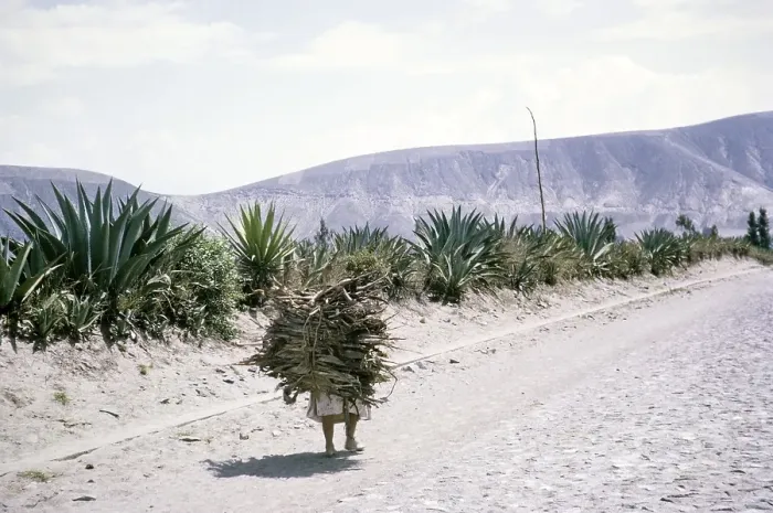 Framed Print : Woman carrying a large bundle of wooden sticks on her back, Ecuador, South America 1962, South America Framed Print : Woman carrying a large bundle of wooden sticks on her back, Ecuador, South America 1962, South America