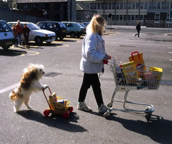 Framed Print : Woman and dog with shopping cart