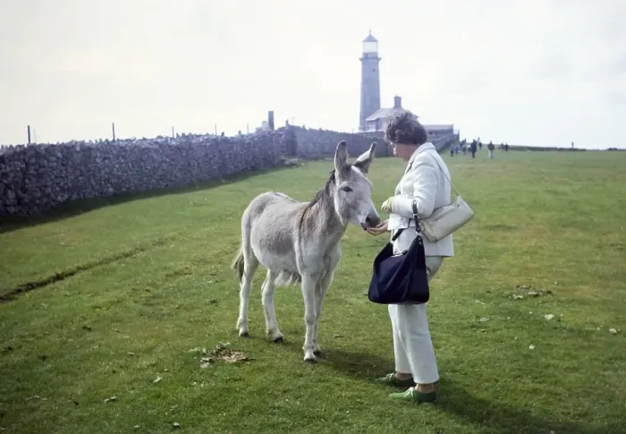 Framed Print : Woman feeding donkey, Lundy Island, Bristol Channel, North Devon, England, UK September 1968 Framed Print : Woman feeding donkey, Lundy Island, Bristol Channel, North Devon, England, UK September 1968