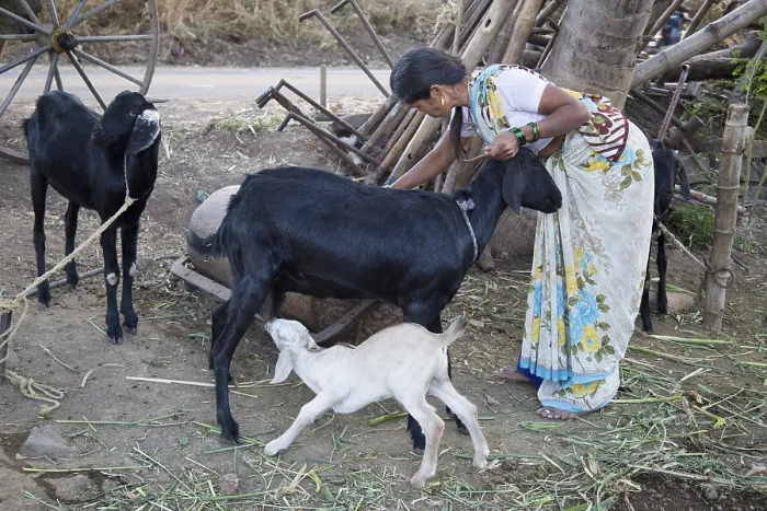 Framed Print : Woman with goat, sangli, maharashtra, India, Asia