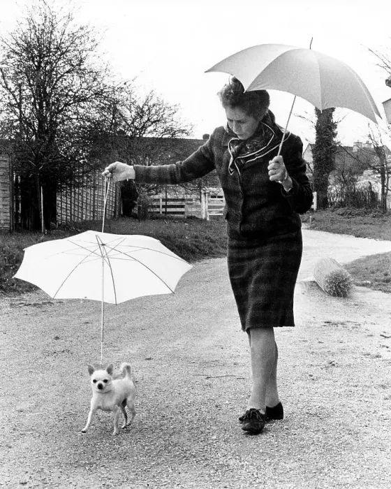 Framed Print : Woman goes for a walk with her puppy Framed Print : Woman goes for a walk with her puppy