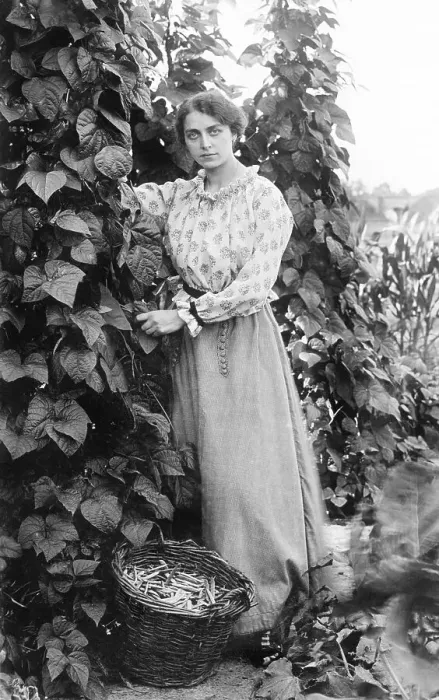 Framed Print : Woman harvesting beans in the garden