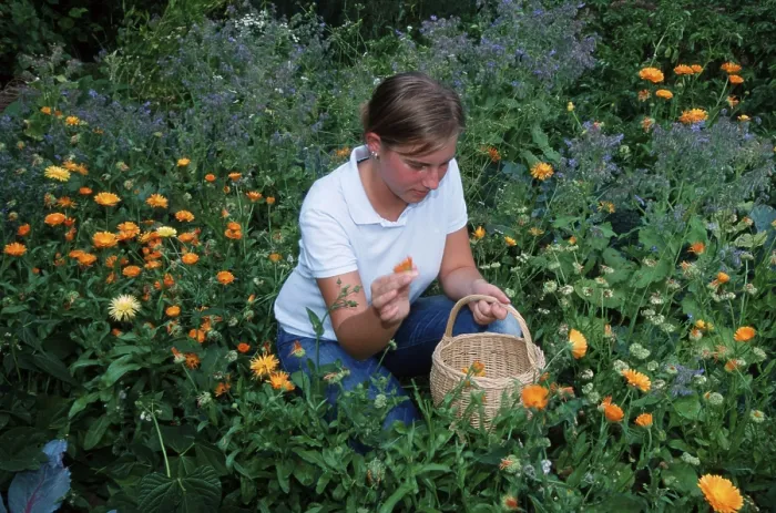 Framed Print : Woman harvesting common (Calendula officinalis) marigolds