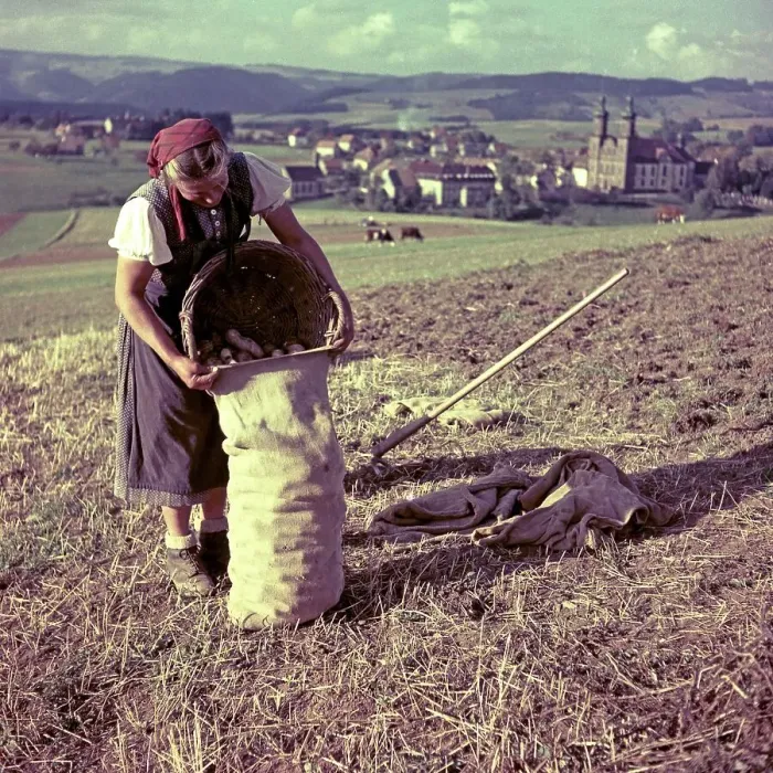 Framed Print : Woman harvests potatoes and collects them in a jute bag Framed Print : Woman harvests potatoes and collects them in a jute bag