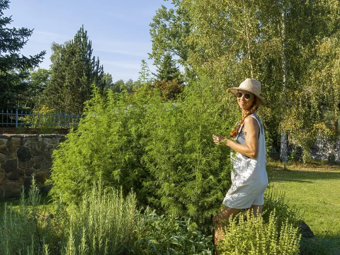 Framed Print : Woman in herb bed, medicinal herbs in garden