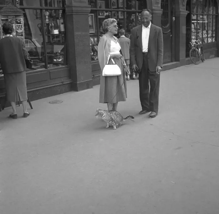 Framed Print : A woman leads her cat on a leash, ca