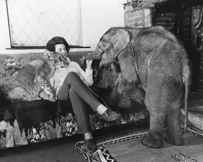 Framed Print : Woman with lions and young elephant on the sofa