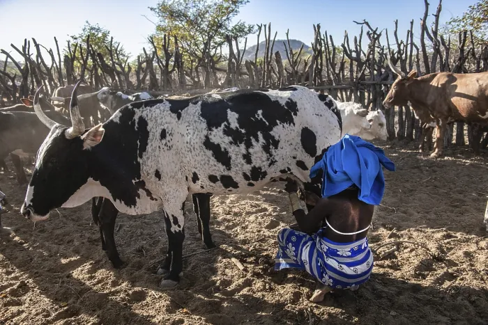 Framed Print : Woman milking cows in the village of Kuvale