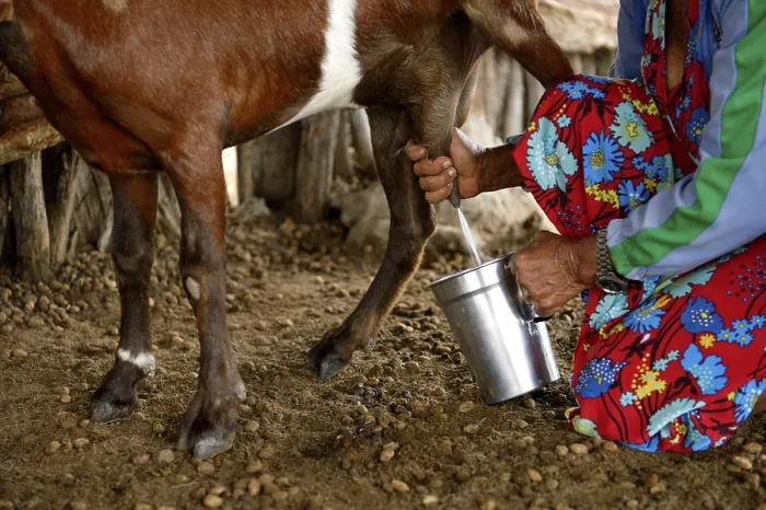 Framed Print : Woman milking a goat (Capra hircus aegagrus)
