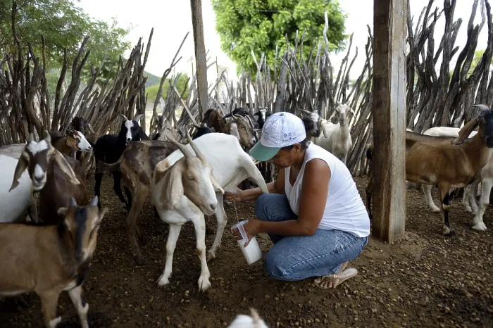Framed Print : Woman milking a goat (Capra hircus aegagrus)