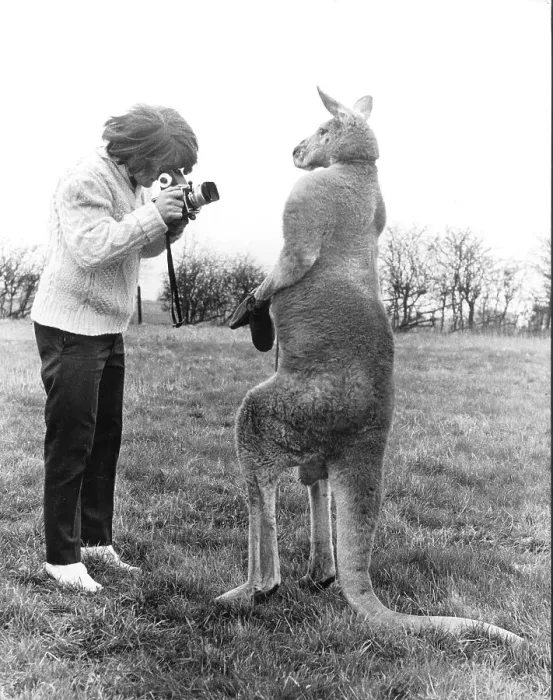 Framed Print : Woman photographing Kangaroo, England