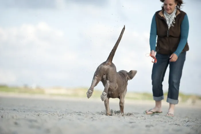 Framed Print : Woman playing with a Weimaraner on a beach Framed Print : Woman playing with a Weimaraner on a beach