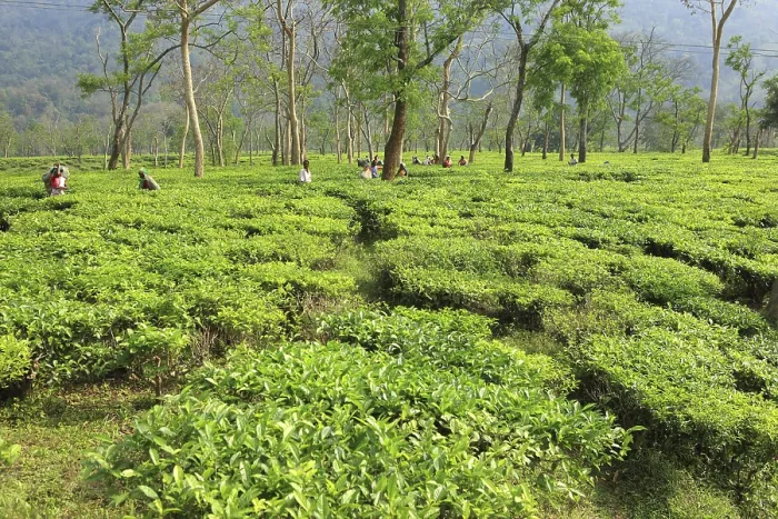 Framed Print : Woman plucking tea leaves, Assam, India