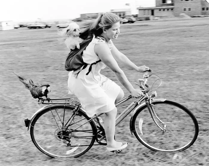 Framed Print : Woman rides with dog and parrot on a bicycle Framed Print : Woman rides with dog and parrot on a bicycle