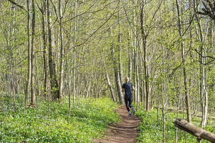 Framed Print : Woman running on a nature trail in a lush forest with budding leaves on the trees