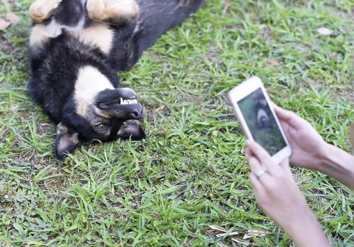 Framed Print : Woman taking a shot of her dog on her mobile phone
