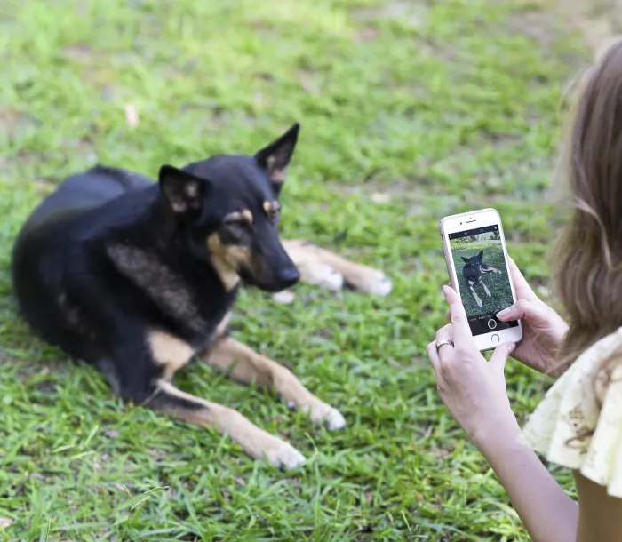 Framed Print : Woman taking a shot of her dog on her mobile phone Framed Print : Woman taking a shot of her dog on her mobile phone