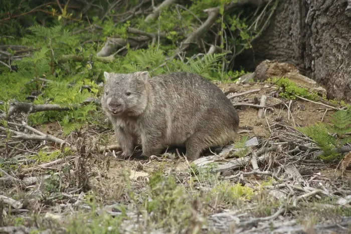 Framed Print : Wombat (Vombatus ursinus) in the Wilsons Promontory National Park Framed Print : Wombat (Vombatus ursinus) in the Wilsons Promontory National Park