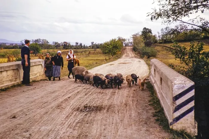 Framed Print : Women with a drove of pigs walking on unmade country road, Serbia, former Yugoslavia, Europe 1960, Europe