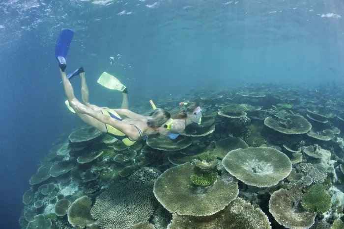 Framed Print : Women snorkelling over reef, Ellaidhoo house reef