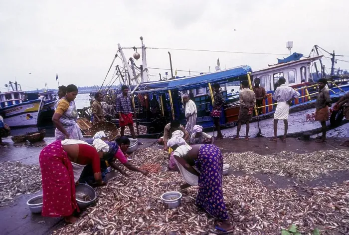 Framed Print : Women sorting fishes in Neendakara Framed Print : Women sorting fishes in Neendakara