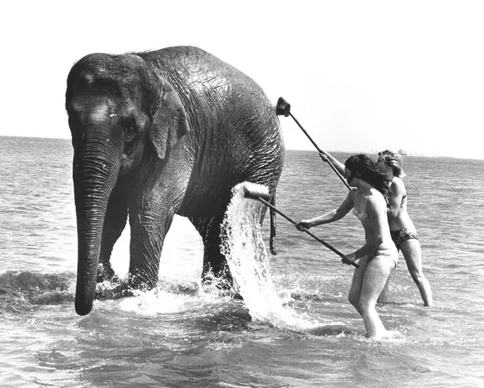 Framed Print : Two women wash an elephant in the sea Framed Print : Two women wash an elephant in the sea