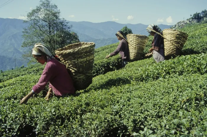 Framed Print : Women working in Tea Garden at Darjeeling