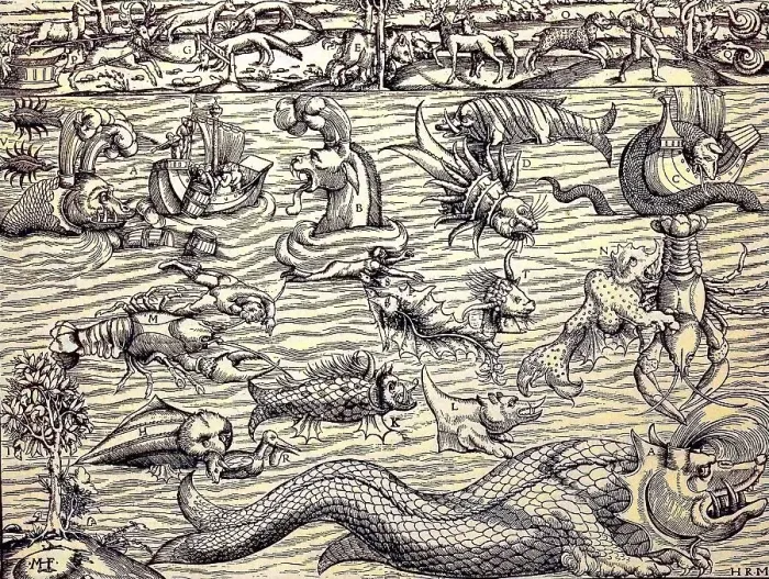 Framed Print : The wonder of the sea and its creatures
