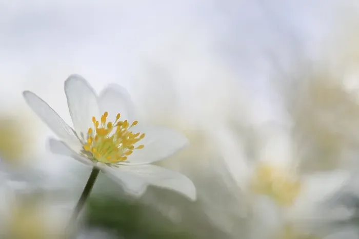 Framed Print : Wood anemone (Anemone nemorosa) Framed Print : Wood anemone (Anemone nemorosa)
