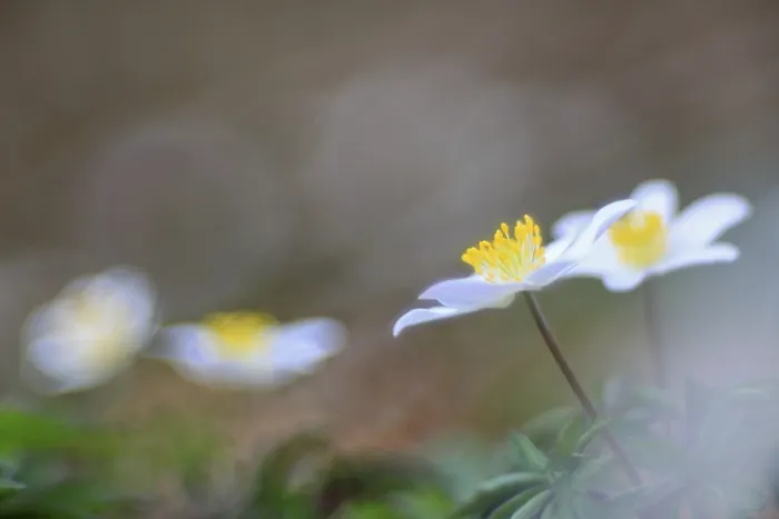 Framed Print : Wood anemone (Anemone nemorosa) Framed Print : Wood anemone (Anemone nemorosa)