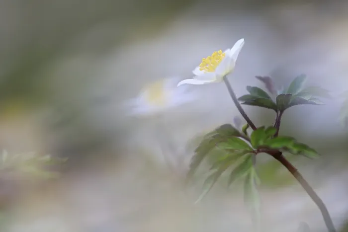 Framed Print : Wood anemone (Anemone nemorosa)