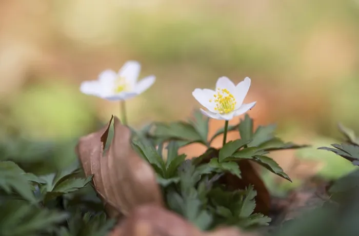 Framed Print : Wood anemone (Anemone nemorosa) Framed Print : Wood anemone (Anemone nemorosa)
