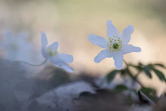 Framed Print : Wood anemone (Anemone nemorosa)