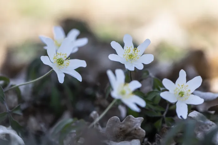 Framed Print : Wood anemone (Anemone nemorosa)