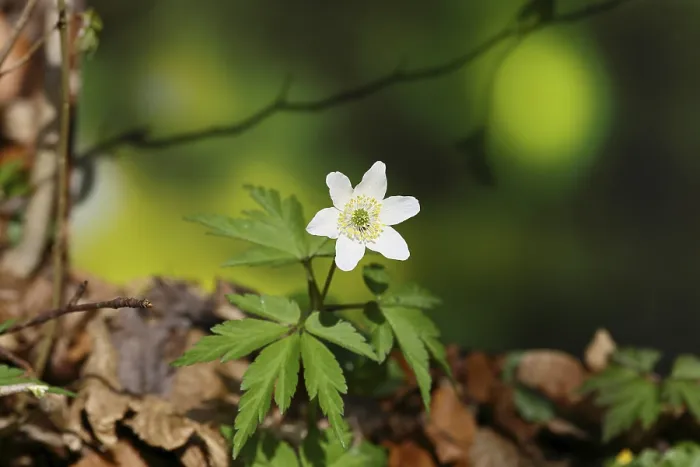 Framed Print : Wood anemone (Anemone nemorosa)