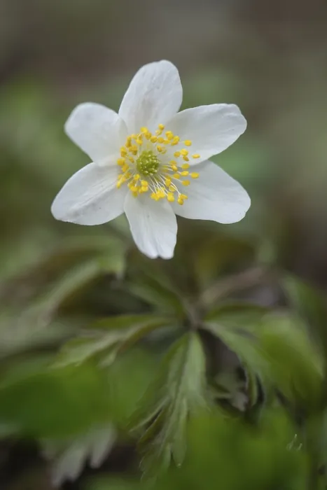Framed Print : Wood anemone (Anemone nemorosa)