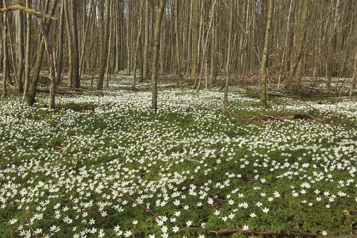Framed Print : Wood anemone (Anemone nemorosa) Carpet of flowers in deciduous forest
