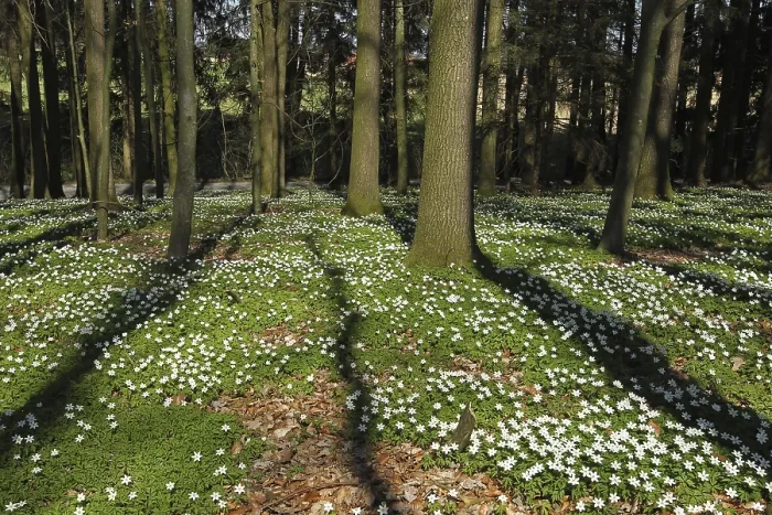 Framed Print : Wood anemone (Anemone nemorosa) in deciduous forest