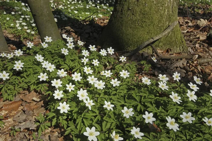 Framed Print : Wood anemone (Anemone nemorosa) in deciduous forest