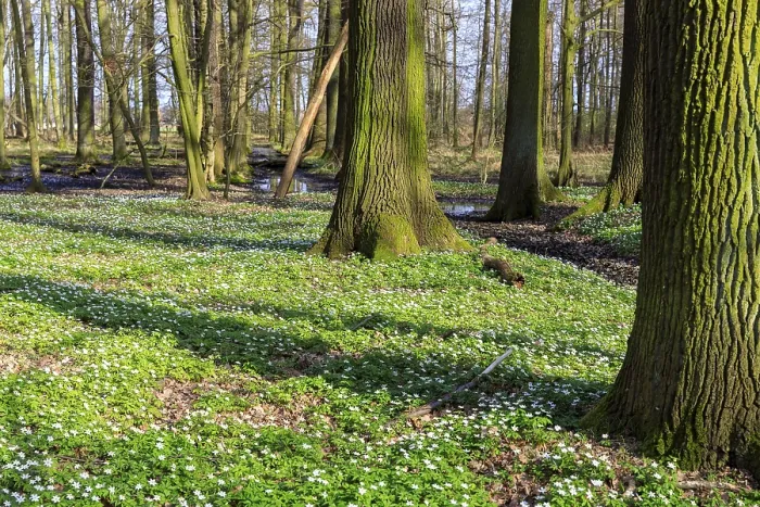 Framed Print : Wood anemone (Anemonoides nemorosa) in bloom in the Laskaer Auenwald