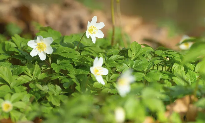 Framed Print : Wood anemone (Anemonoides nemorosa) (syn)