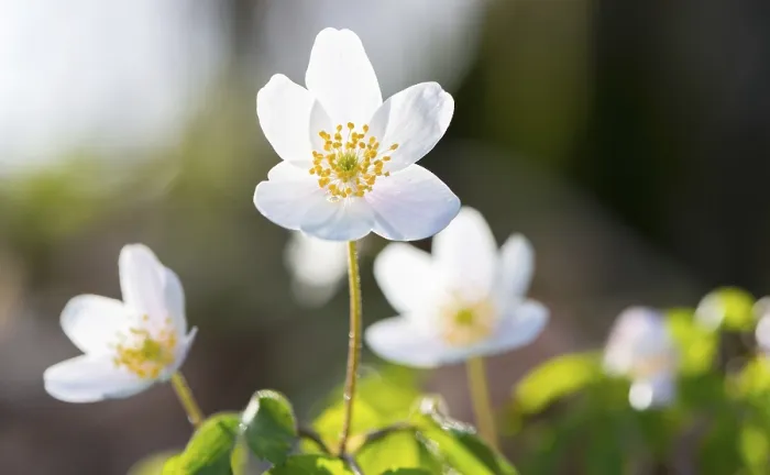Framed Print : Wood anemone (Anemonoides nemorosa) (Syn) Framed Print : Wood anemone (Anemonoides nemorosa) (Syn)