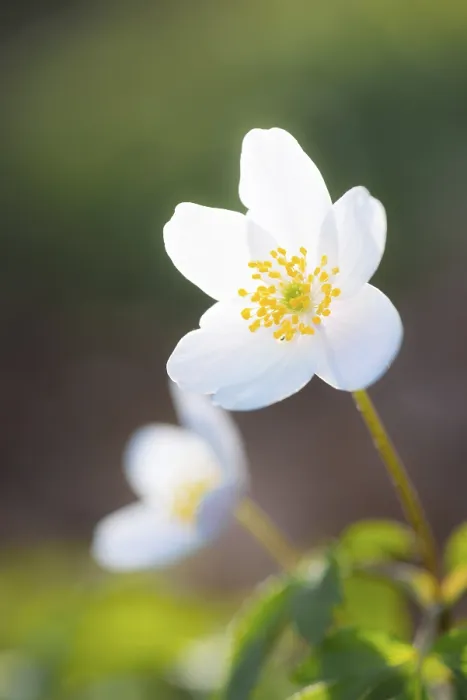 Framed Print : Wood anemone (Anemonoides nemorosa) (Syn)