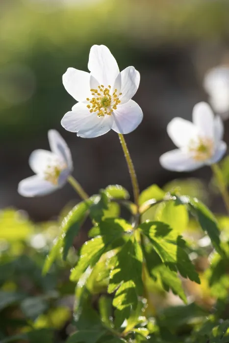 Framed Print : Wood anemone (Anemonoides nemorosa) (Syn)