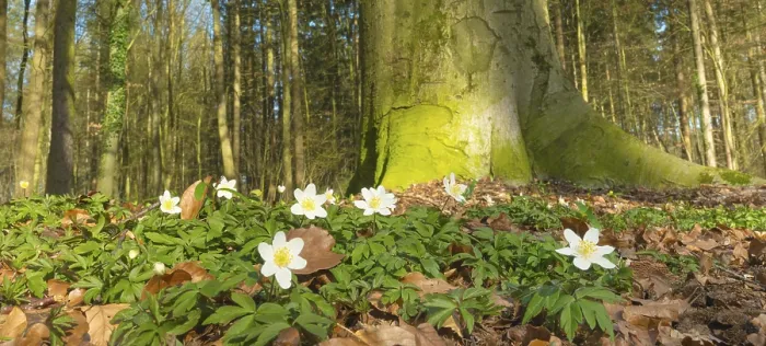 Framed Print : Wood anemone (Anemonoides nemorosa) (syn)