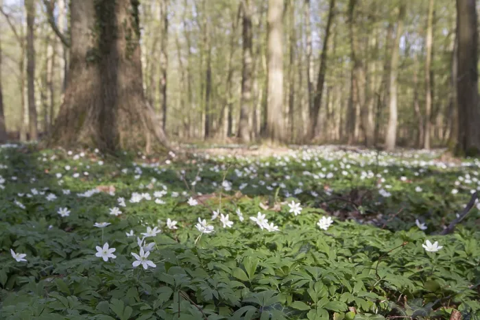 Framed Print : Wood anemone in deciduous forest (Anemone nemorosa) Framed Print : Wood anemone in deciduous forest (Anemone nemorosa)