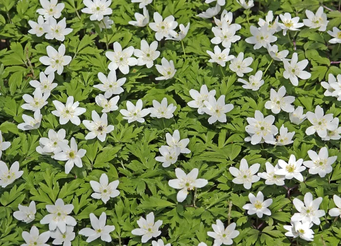 Framed Print : Wood anemone nemorosa Framed Print : Wood anemone nemorosa