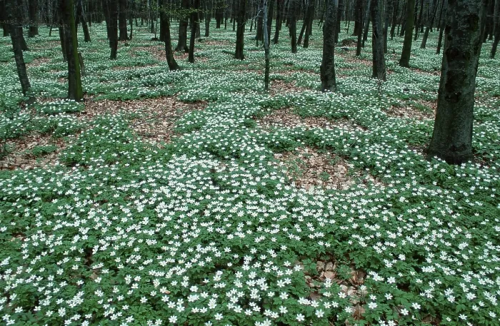 Framed Print : Wood Anemones (Anemone nemorosa) in deciduous forest