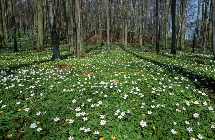 Framed Print : Wood Anemones (Anemone nemorosa) in deciduous forest